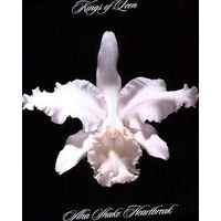 KINGS OF LEON - Aha Shake Heartbreak (180gm Vinyl)