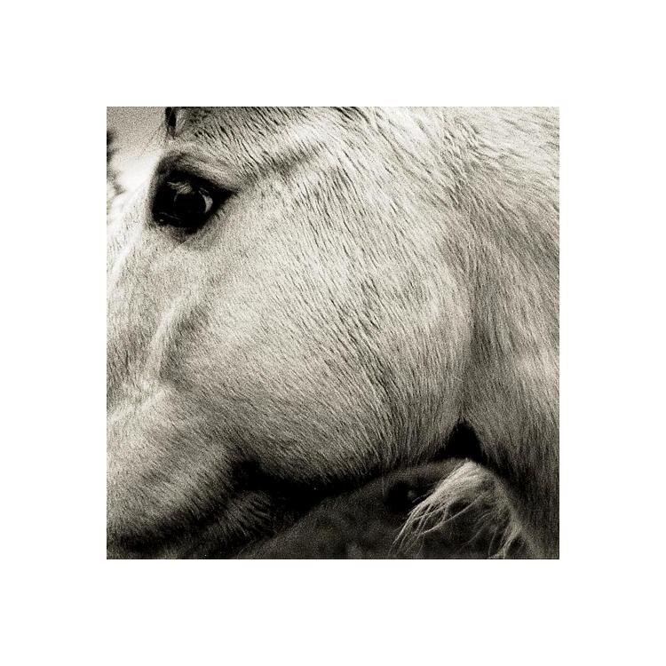 BONNY LIGHT HORSEMAN - Bonny Light Horseman
