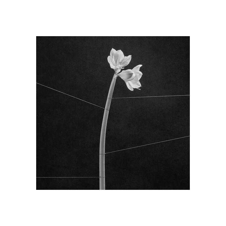 TRENTEMOLLER - Dreamweaver (Transparent Crystal Clear Vinyl)