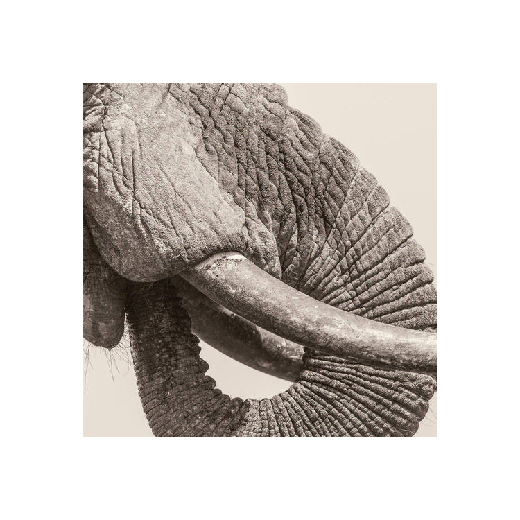 WHITE ELEPHANT - World Elephant Day