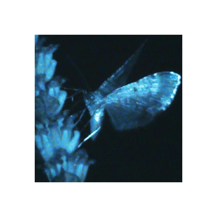 ANNIKA BENNET - Triple Shooting Star